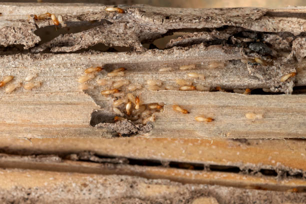 Best Spider Control Near Me  in Wilmington Island, GA